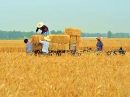 农业农村部：全国大规模小麦跨区机收全面展开