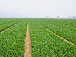 今秋河北省将种植强筋小麦360万亩