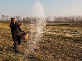 省农业厅向农民推介46个节水稳产小麦品种