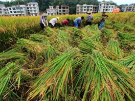 “超级稻”在邯郸永年区通过验收 创纪录