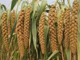 西九吉乡创新创业人物第九期： 黑土地里种出“黄金米”的张伟