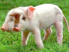 农业农村部七项措施稳定生猪生产