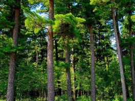 到2035年河北将完成营造林5180万亩