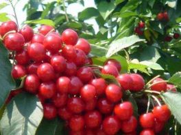 秦皇岛举办大樱桃电商推介会，推动大樱桃产业高质量发展。
