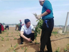 河北魏县农业农村局：掀起“中国红薯之乡”建设新篇章！
