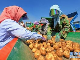 河北滦南：“订单土豆”助农增收