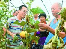 邢台隆尧县小孟甜瓜酿造“甜蜜生活”