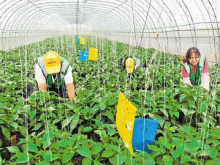 赤城发展特色产业鼓起贫困农民钱袋子