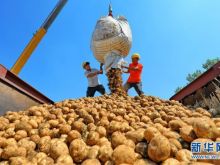 河北滦南：“订单土豆”助农增收
