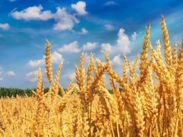 “西农979”小麦项目初评为 2019年度国家科技进步二等奖