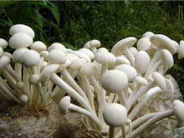 河北平泉把小蘑菇做成大产业