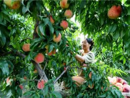 乐亭：鲜桃产业“映红”乡村经济