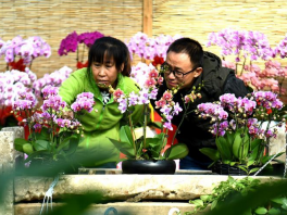 河北固安：“鲜花经济”富乡村