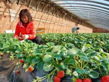 河北抚宁：小草莓成农民冬季增收“甜心果”