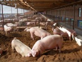 河北涞源：猪壮鸡肥产业发展 扶贫项目助农增收