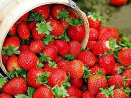 隆化: 全国最大的夏秋草莓生产基地