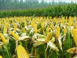 农村媳妇胆子大把玉米做成跨国生意，卖到10几个国家，年销1个亿