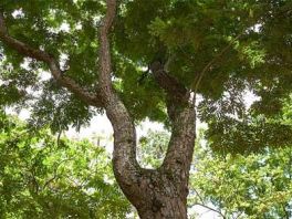 女子花重金包下荒山种树，称保守能赚80亿，村民都表示不理解！