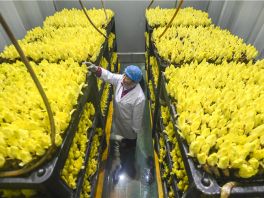 河北霸州：菊苣订单生产忙