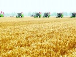 河北省农业农村：粮食总产量保持在700亿斤以上