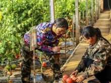 助农增收！河北省供销社开展“以购代捐” 助农消费扶贫活动