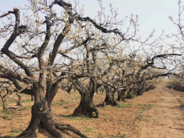 宁晋：伍烈霍梨果种植成为村民增收致富特色产业