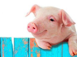 全国生猪和猪肉价格连续6周下跌