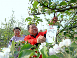 河北曲阳：水果产量跻身全国水果百强县