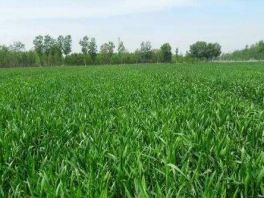 宁晋县垄上行土地托管协会：1.3万亩小麦“未收先售”