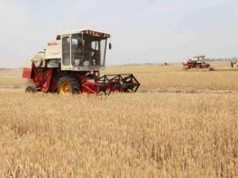 再创新高!河北宁晋小麦试验田亩产达660.18公斤 