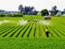 河北：食品农产品认证助力产业高质量发展