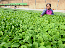 河北威县：设施蔬菜助推乡村产业兴旺
