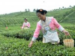 贵阳开阳：万亩“南贡河”富硒茶助农增收